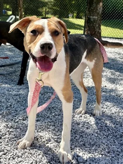A baby medium-sized female Mixed Breed dog named Bailey for adoption in Cincinnati, OH