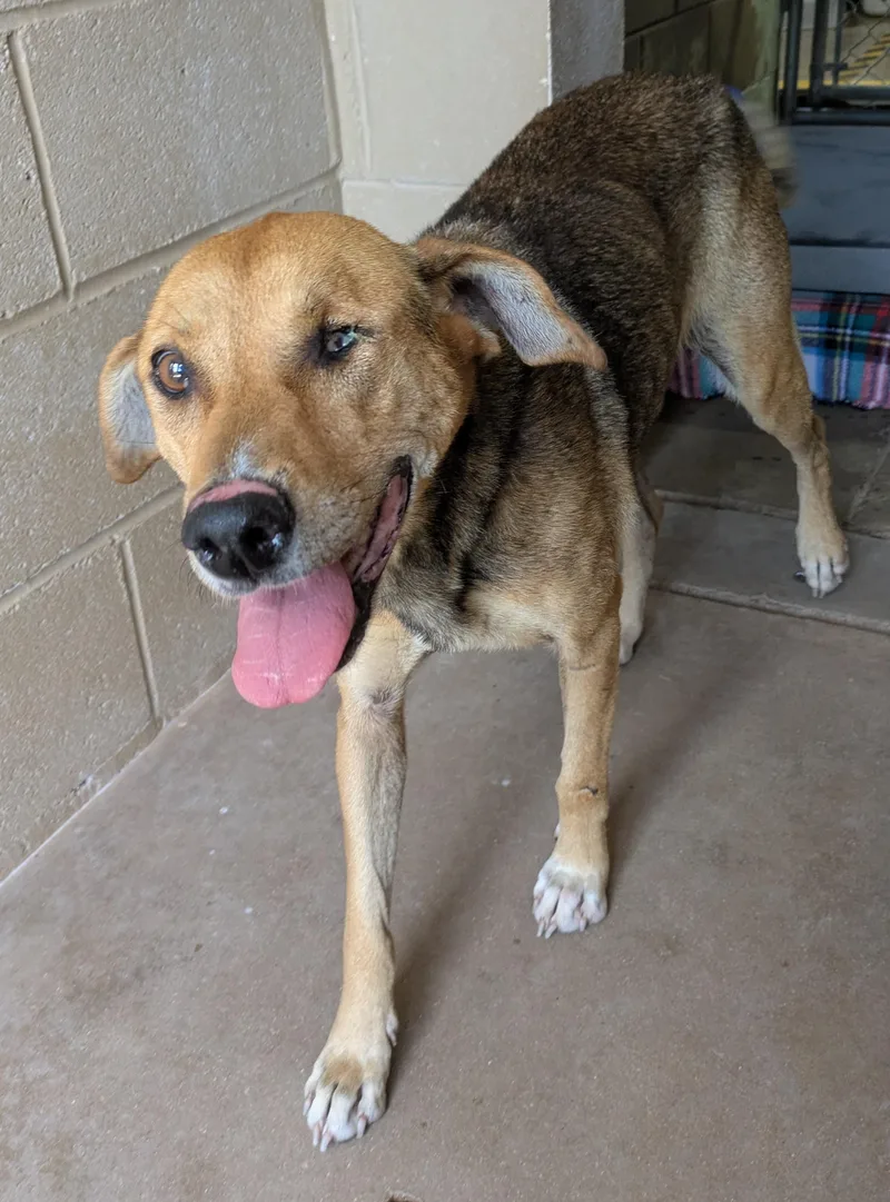 An adult medium-sized female German Shepherd Dog dog named Jewel for adoption in Bisbee, AZ