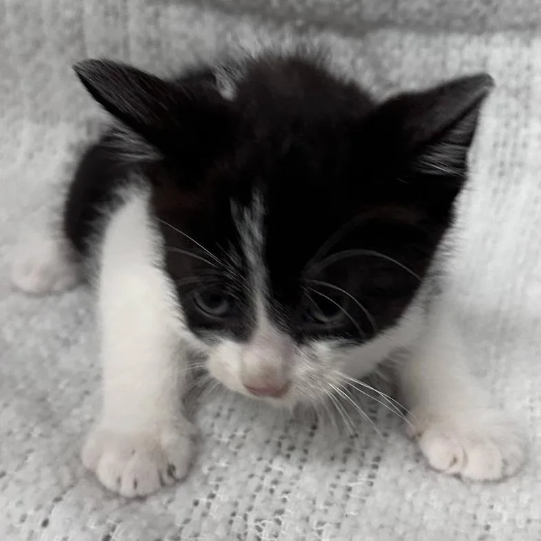 A baby small-sized male Black Domestic Short Hair cat named Jojo for adoption in Austin, TX