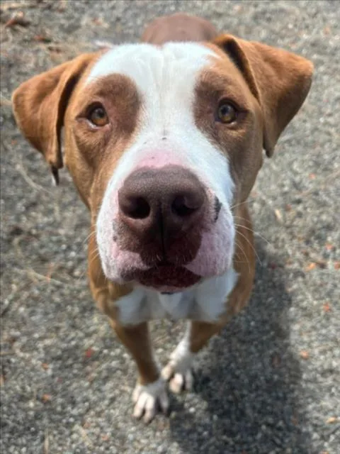 An adult large-sized male Pit Bull Terrier dog named Lobster Roll for adoption in Woodland, CA