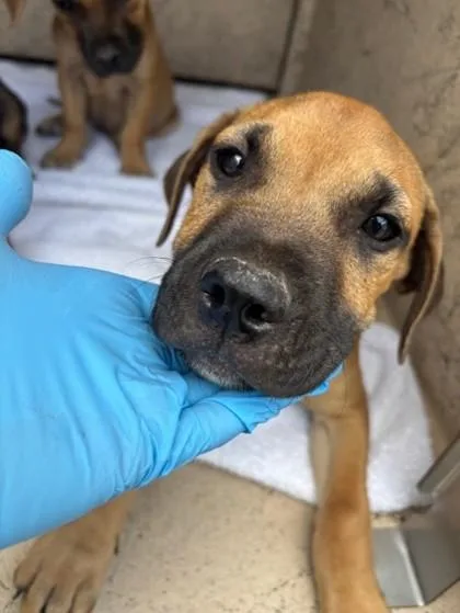 A baby small-sized male Black Mouth Cur dog named Mars for adoption in Honolulu, HI