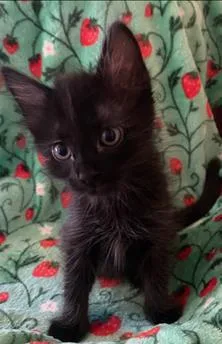 A baby small-sized female Domestic Short Hair cat named Meli for adoption in Tustin, CA