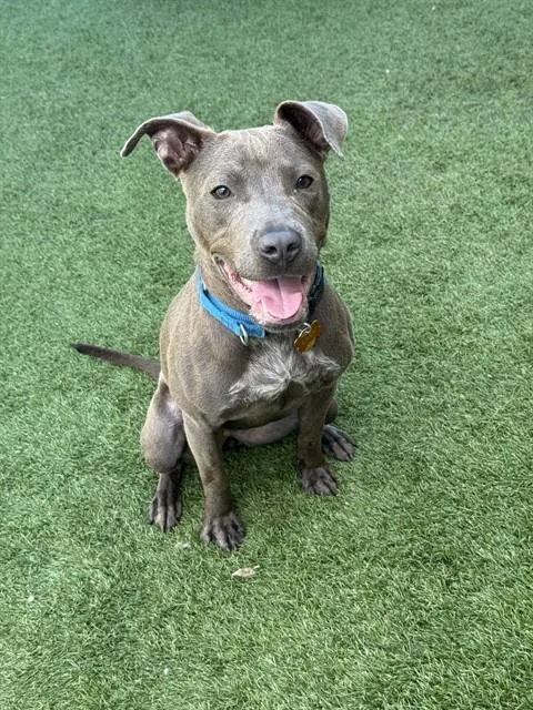 A young medium-sized female Mixed Breed dog named Gwen for adoption in Dallas, TX