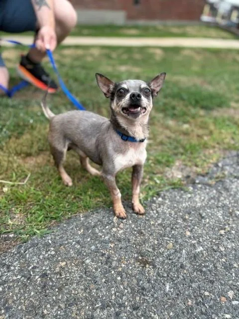 An adult small-sized male Chihuahua dog named Blue for adoption in Boston, MA