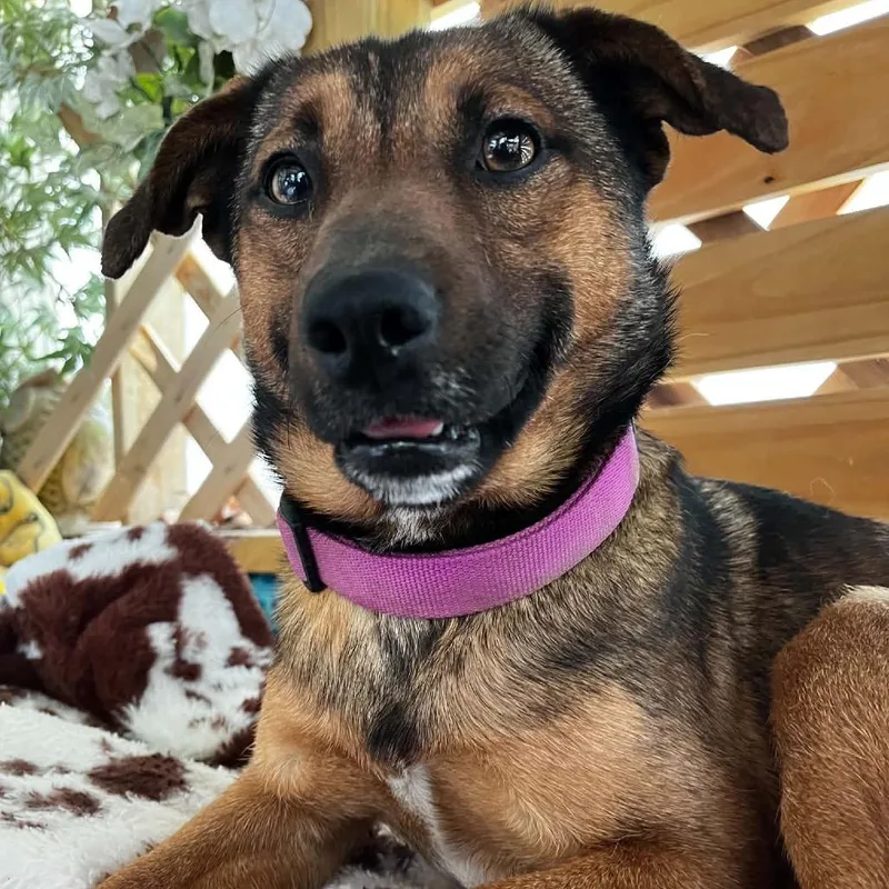 A young medium-sized male Brown / Chocolate Shepherd dog named Benny for adoption in Columbia, MO