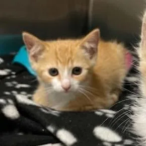 A baby small-sized male Orange / Red Domestic Short Hair cat named Locket for adoption in Alexandria, VA