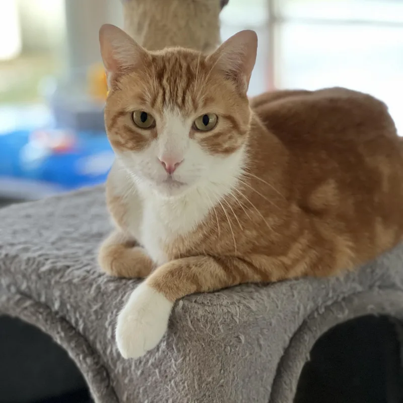 An adult medium-sized male Orange / Red Domestic Short Hair cat named Morty for adoption in Germansville, PA
