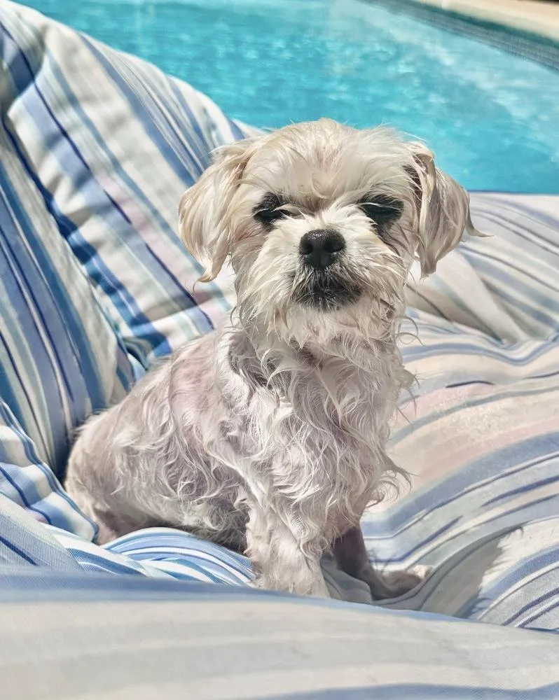 An adult small-sized male Maltese dog named Remy for adoption in Dunwoody, GA