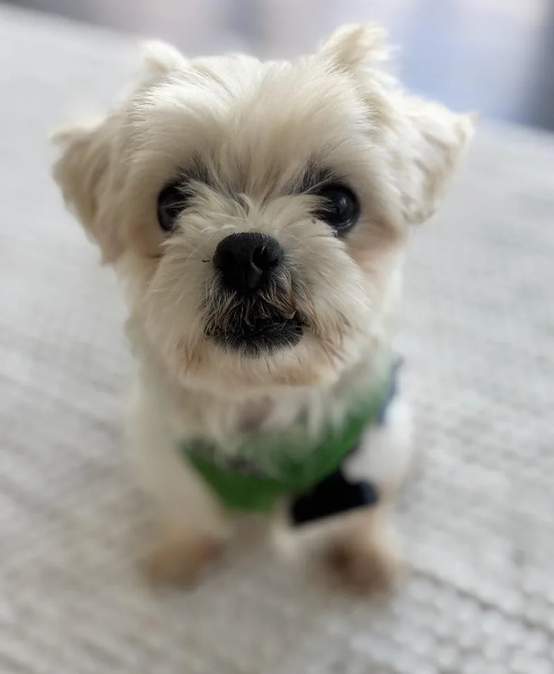 Remy thumbnail 3
