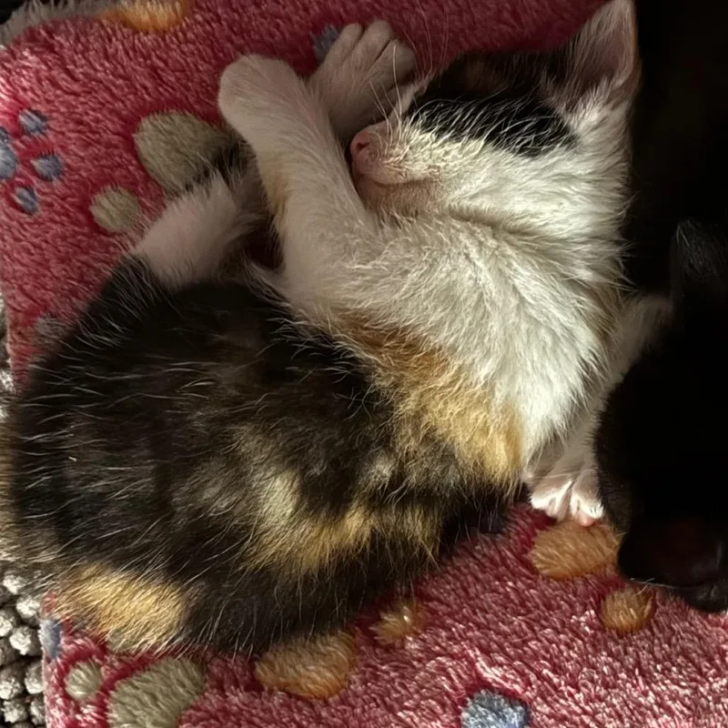 A baby small-sized female Calico Domestic Medium Hair cat named Elsie Wkh for adoption in Independence, MO
