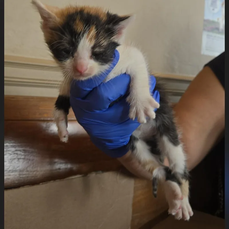 Elsie Wkh thumbnail 2