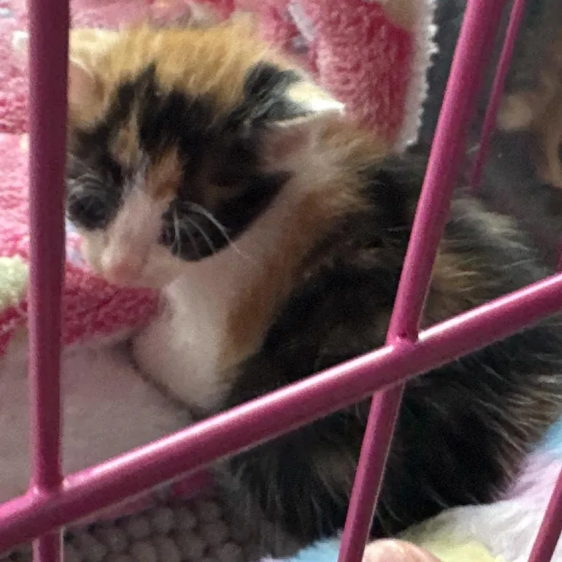 Elsie Wkh thumbnail 3