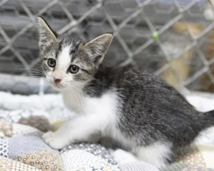 A baby medium-sized female Domestic Short Hair cat named Ziva for adoption in Bedford, IN