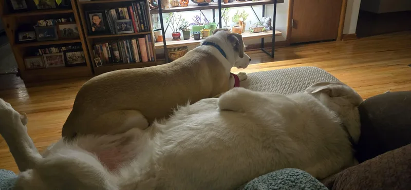 Loverboy Jake thumbnail 2