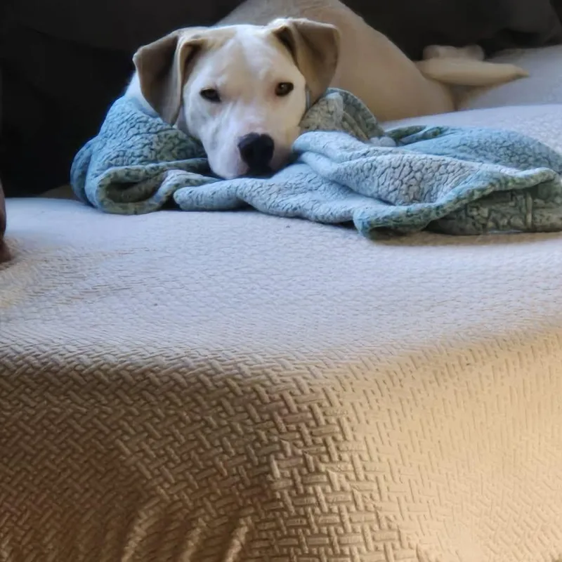 Loverboy Jake thumbnail 3