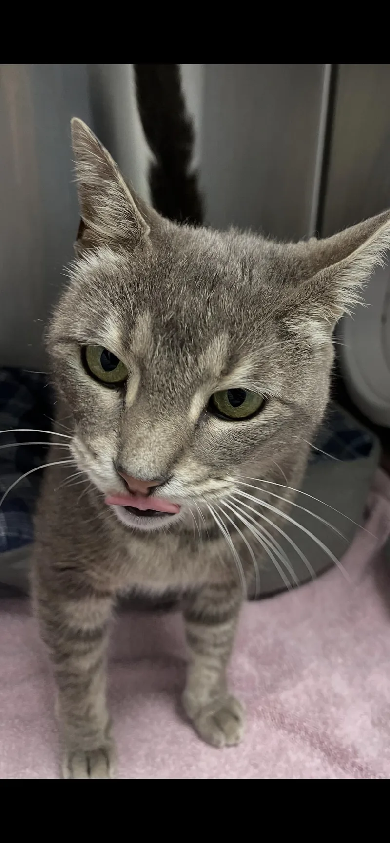 An adult medium-sized female Tabby cat named Tansy for adoption in Georgetown, KY