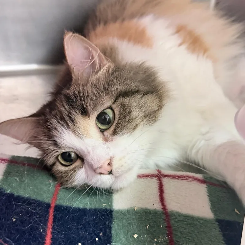 An adult large-sized female Calico Domestic Long Hair cat named Lexie for adoption in Titusville, FL