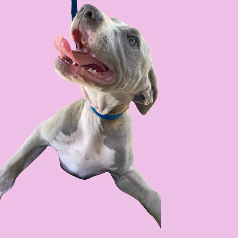 A baby small-sized female Pit Bull Terrier dog named Blair for adoption in Blue Ridge, GA