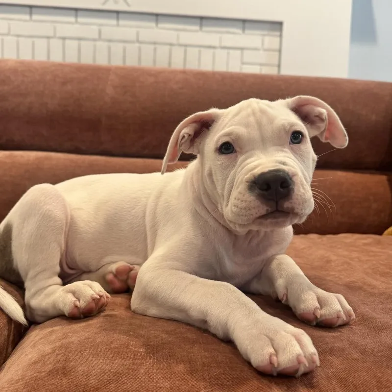 A baby medium-sized male White / Cream Pit Bull Terrier dog named Lorde for adoption in Griswold, CT