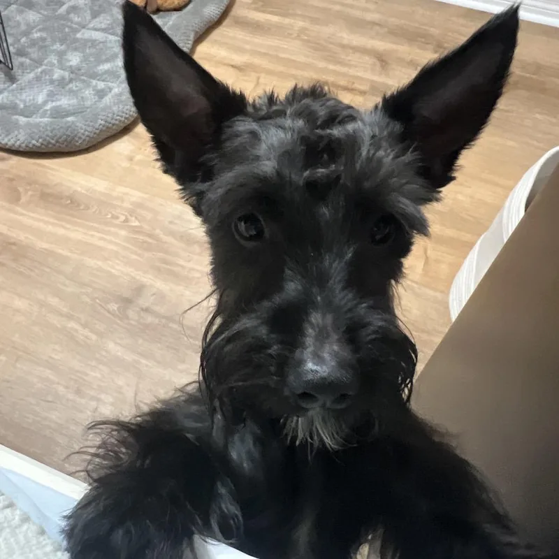 An adult small-sized male Black Miniature Schnauzer dog named Jacques for adoption in Baton Rouge, LA