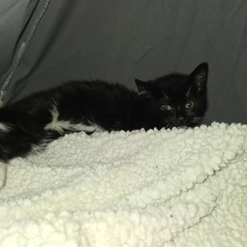A baby small-sized female Black Domestic Short Hair cat named Chardonnay for adoption in Pasadena , MD