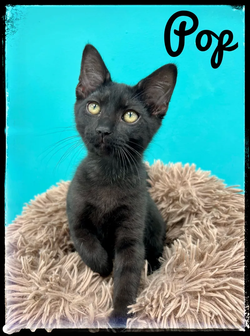 A baby small-sized male Domestic Short Hair cat named Pop for adoption in El Cajon, CA