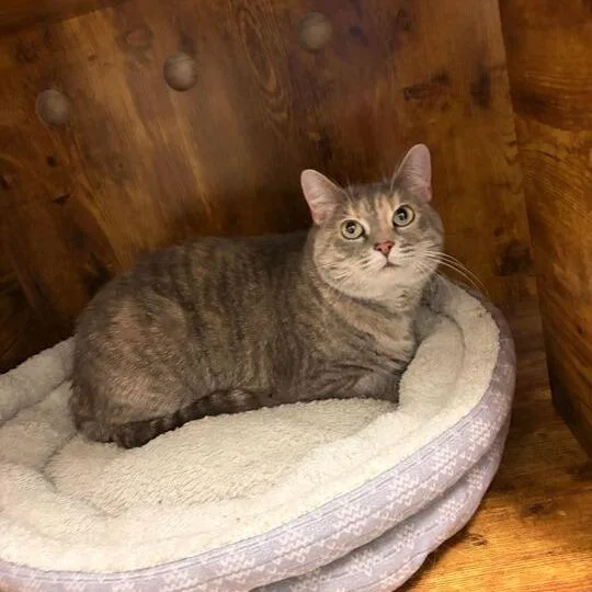 An adult large-sized female Gray / Blue / Silver Domestic Short Hair cat named Macavity for adoption in Davenport, IA
