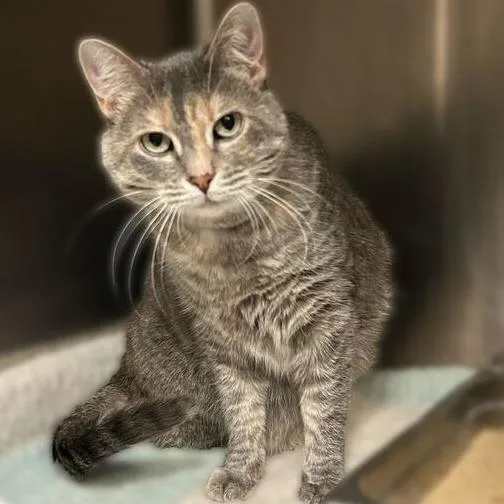 Macavity thumbnail 2