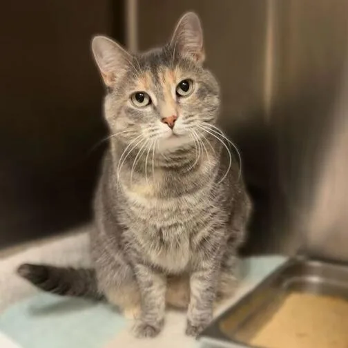 Macavity thumbnail 3