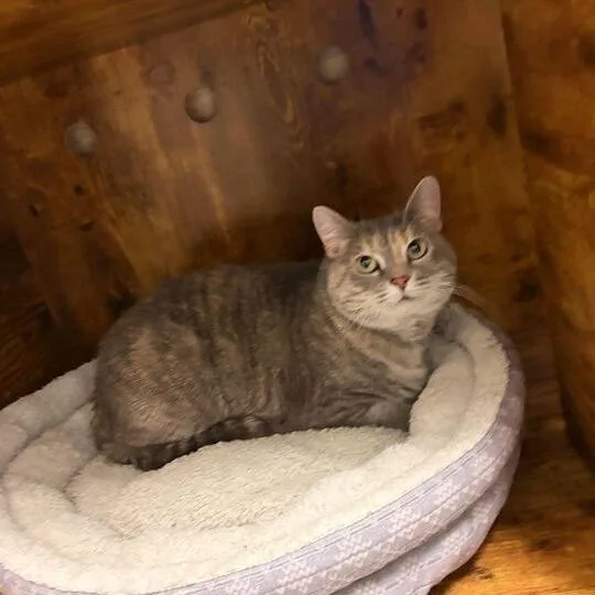 Macavity thumbnail 4