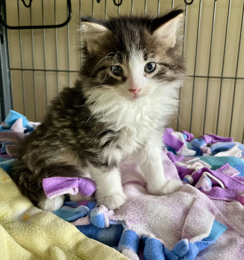 A baby medium-sized male Tabby (Brown / Chocolate) Domestic Medium Hair cat named Parmesan for adoption in Seville, OH