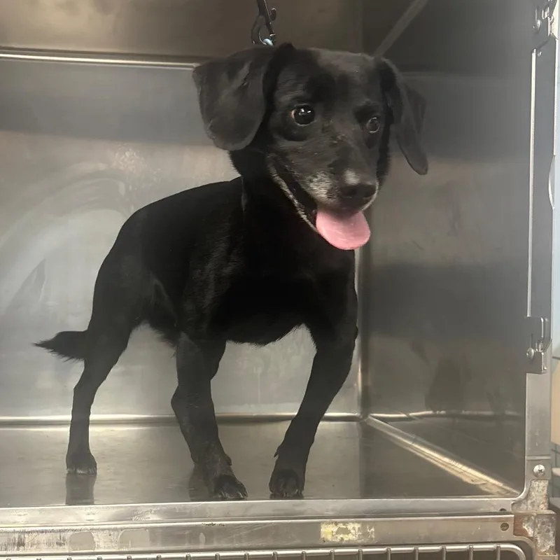 An adult small-sized female Black Terrier dog named Lady Mirium for adoption in Henderson, KY