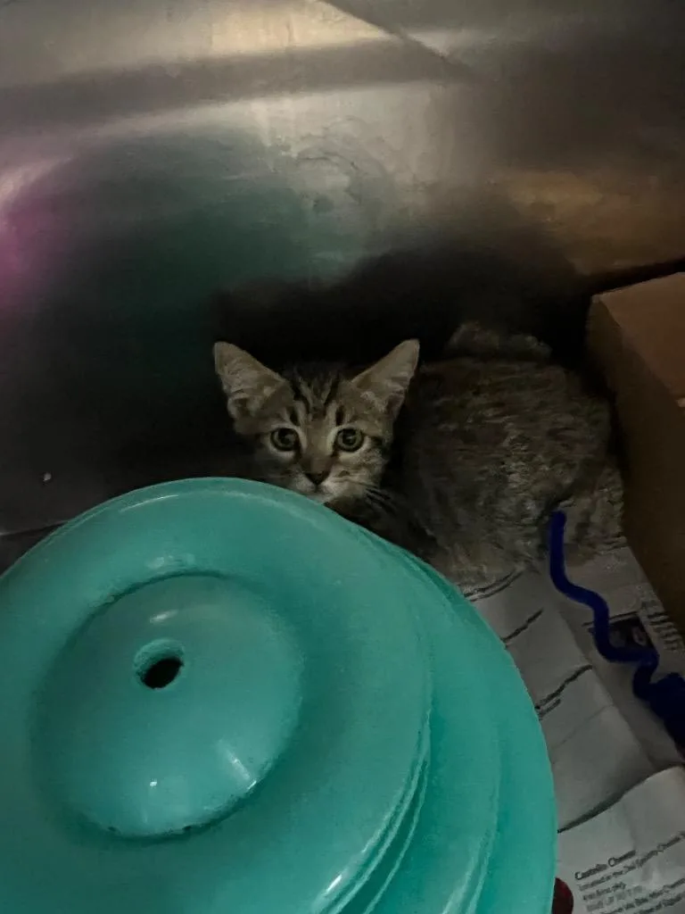 A baby medium-sized female Domestic Short Hair cat named First Star I See for adoption in Chickamauga , GA