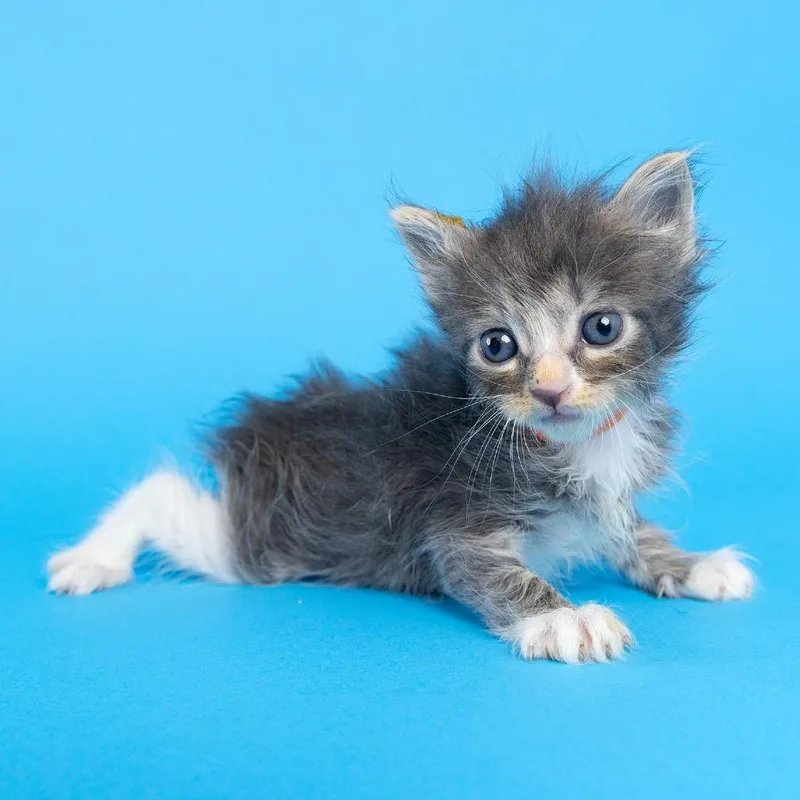 A baby small-sized male Black Domestic Short Hair cat named Jessy for adoption in Franklin, TN