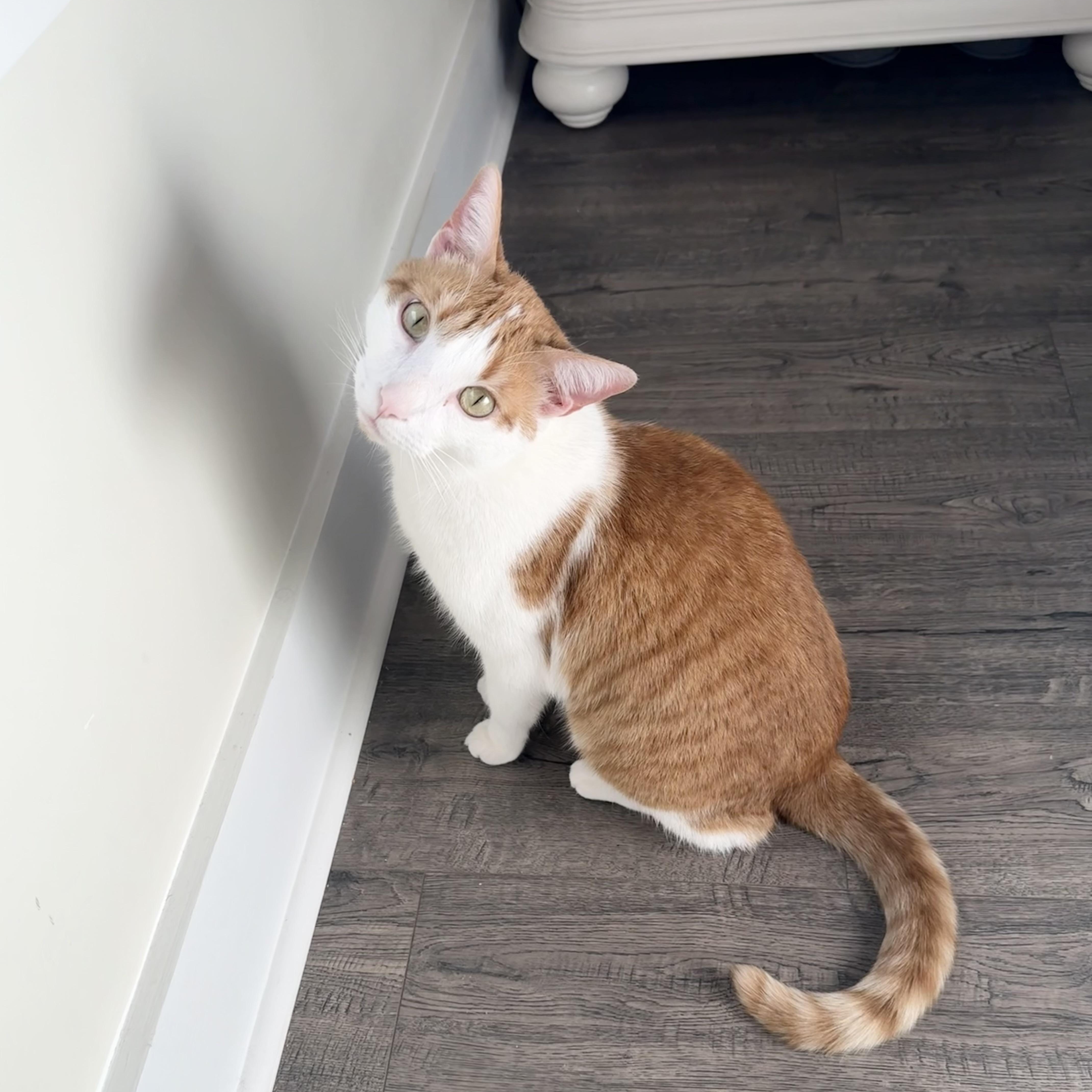 Purrrfect Mochi thumbnail 2