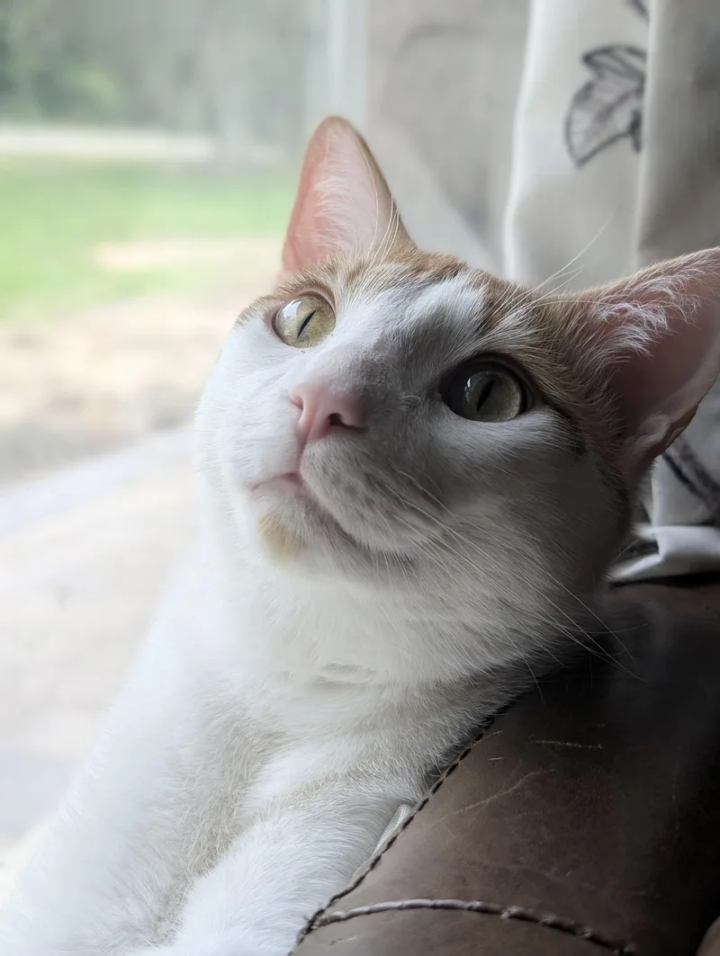 Purrrfect Mochi thumbnail 3