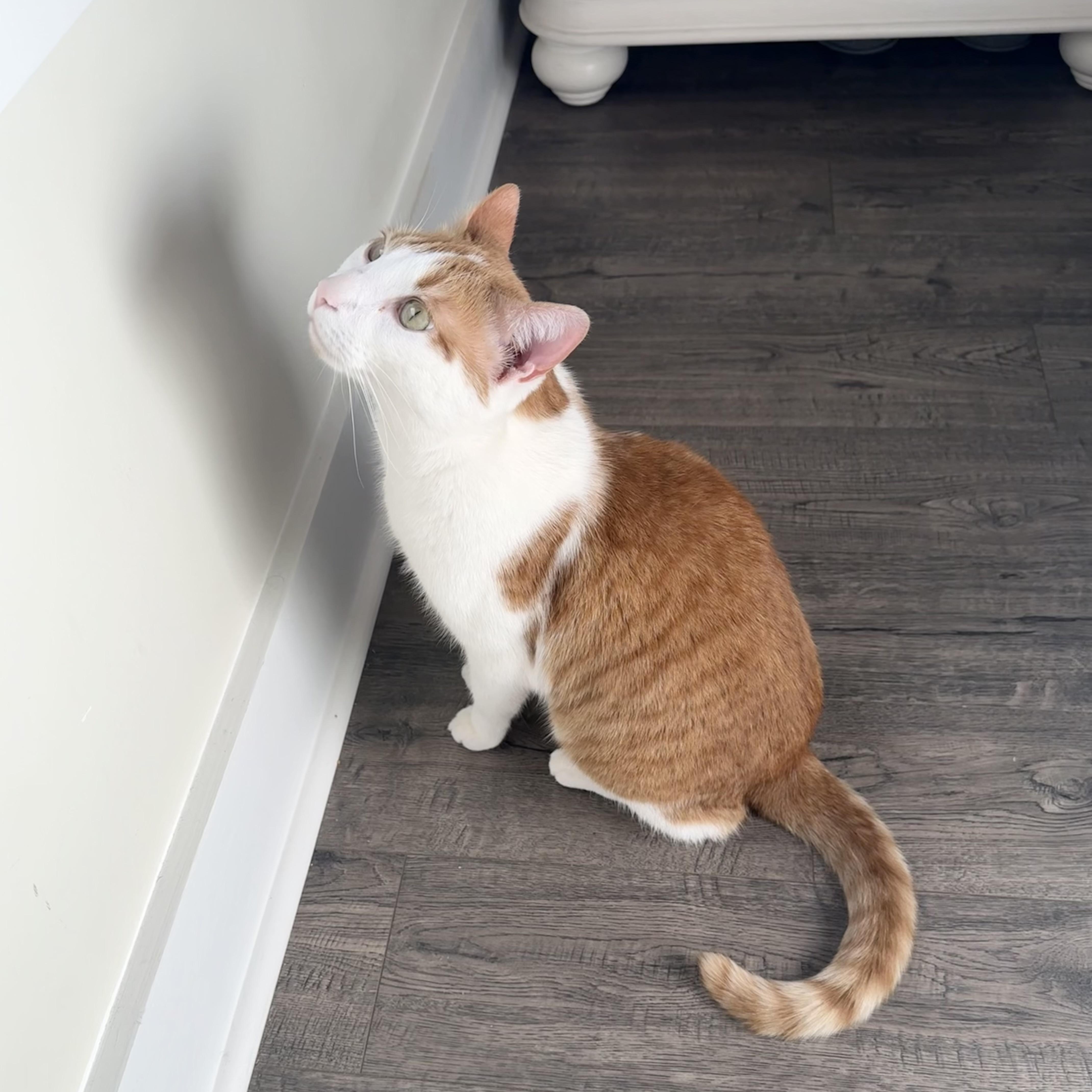 Purrrfect Mochi thumbnail 4