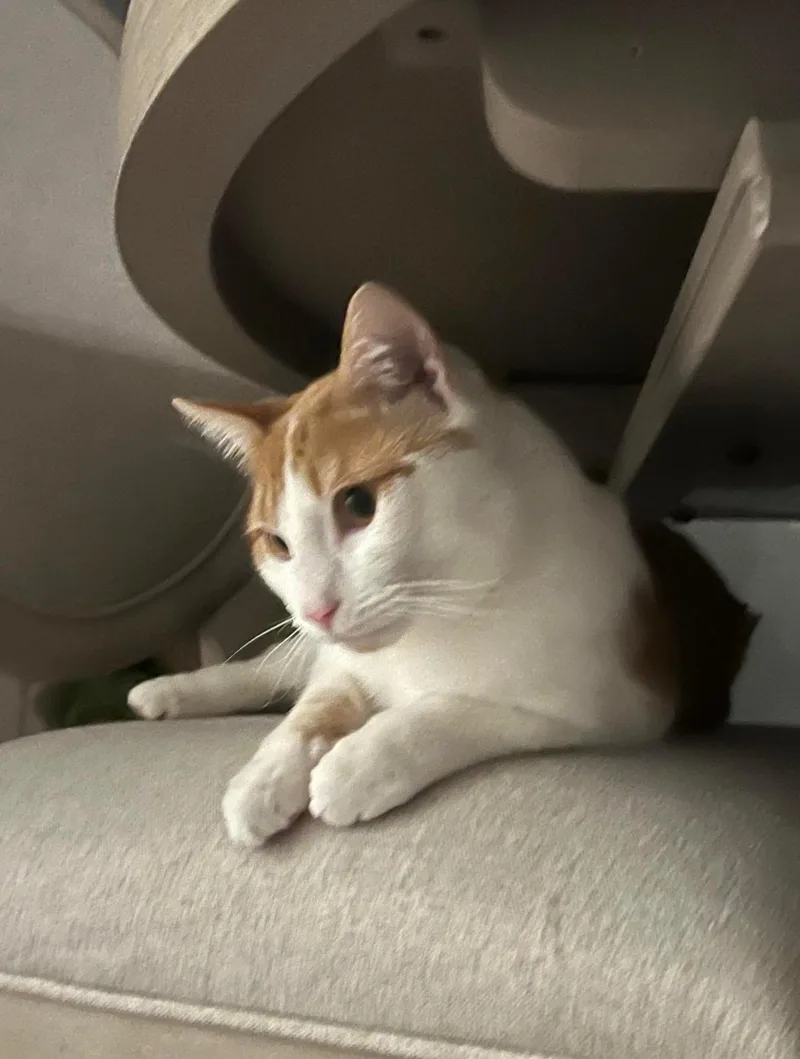 Purrrfect Mochi thumbnail 5