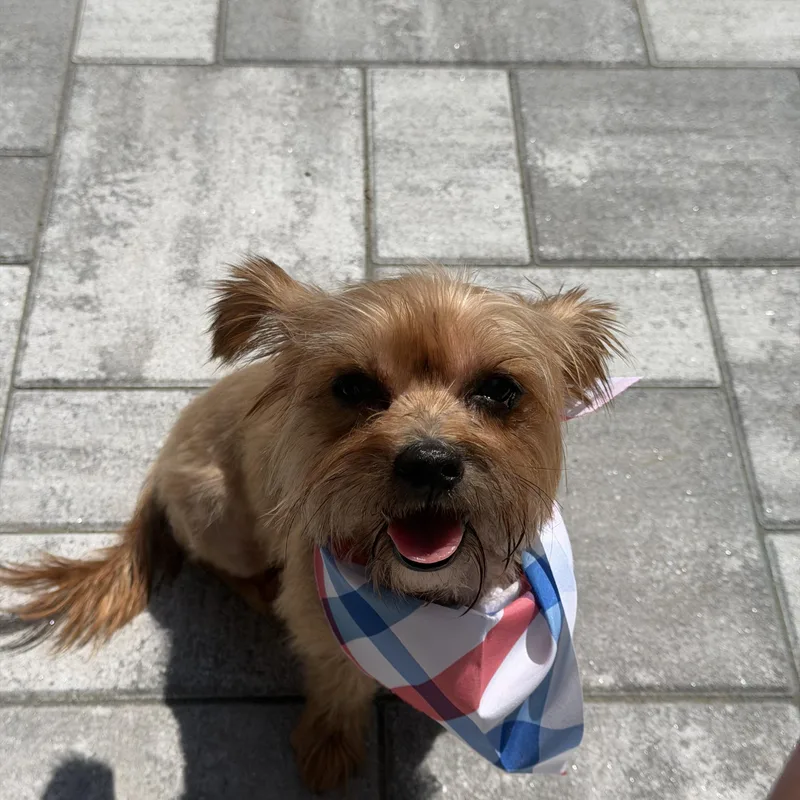 A young small-sized female Yorkshire Terrier dog named Honey for adoption in Providence, RI