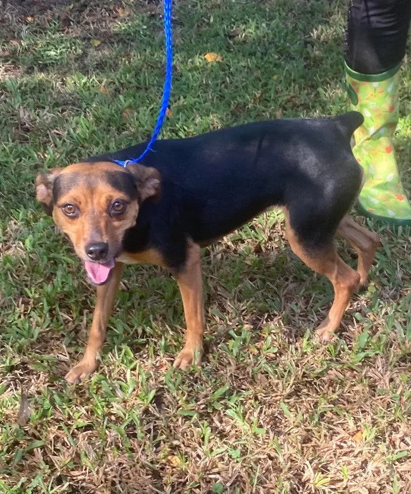 A young small-sized female Rat Terrier dog named Penelope for adoption in Bloomfield, CT