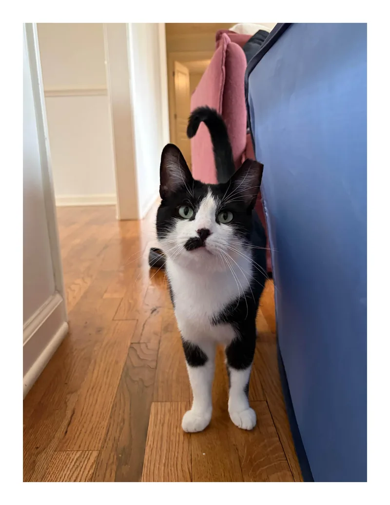 A young medium-sized female Black & White / Tuxedo Domestic Short Hair cat named Quiche for adoption in Nashville, TN
