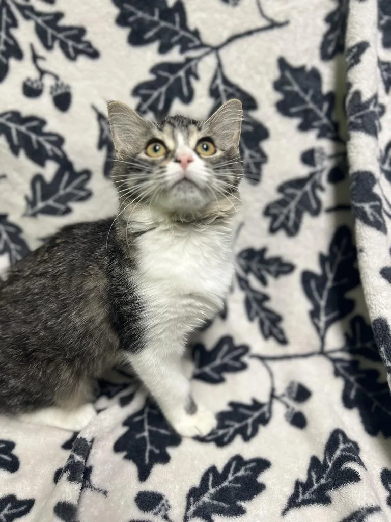 A young medium-sized female Domestic Medium Hair cat named Willow for adoption in Jackson, MI