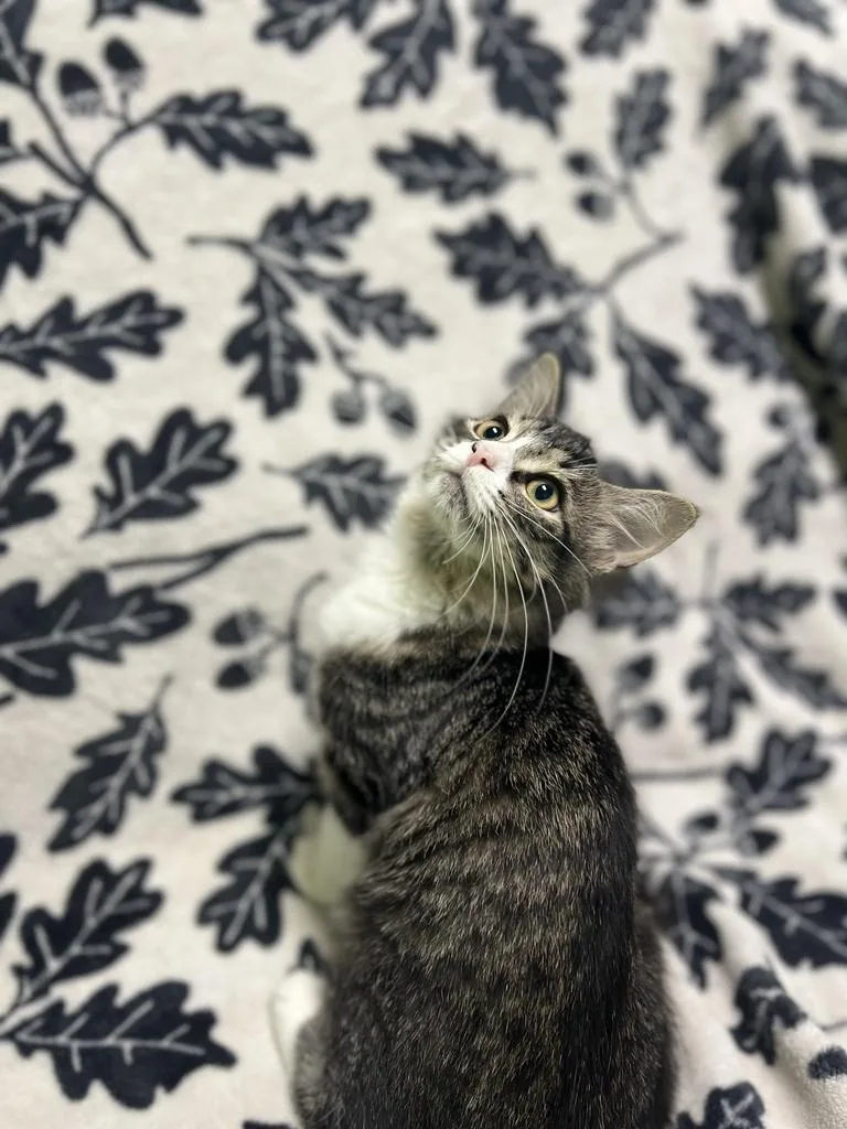 Willow thumbnail 2