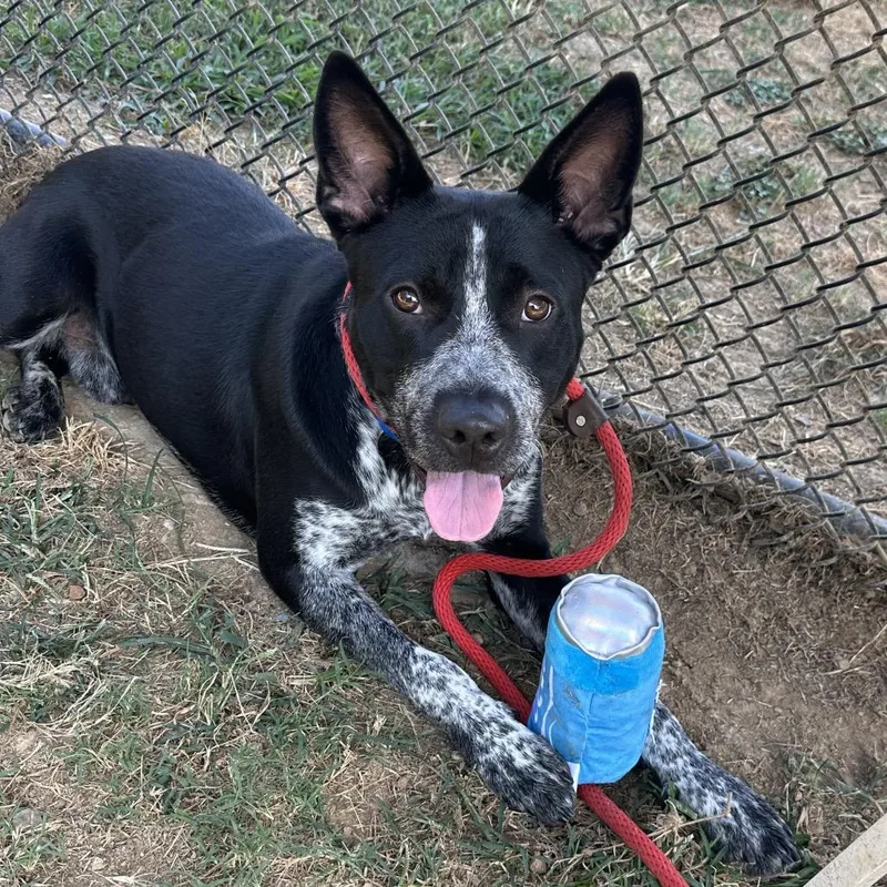 An adult medium-sized male Black Mixed Breed dog named Judge for adoption in Chattanooga, TN