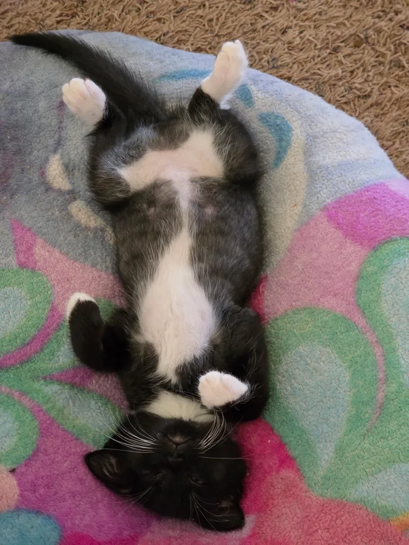 A young medium-sized female Black & White / Tuxedo Tuxedo cat named Peggy Sue for adoption in Lubbock, TX