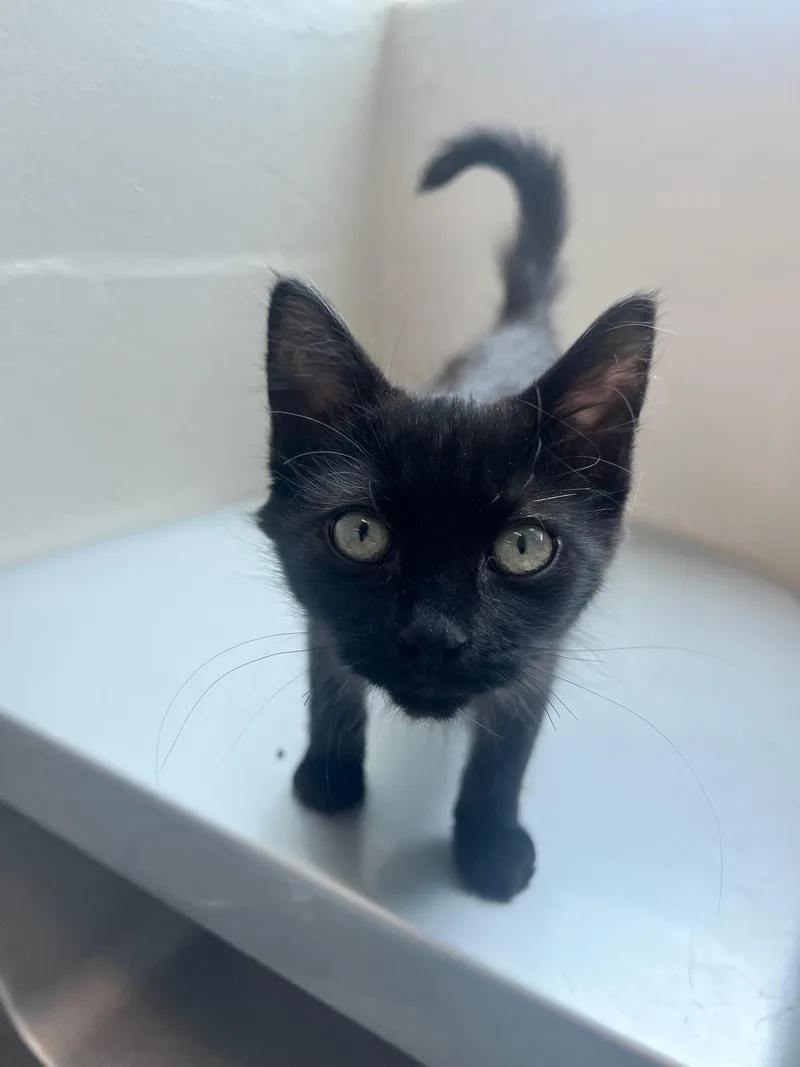 A baby small-sized female Black Domestic Short Hair cat named Maid Marian for adoption in Manassas, VA
