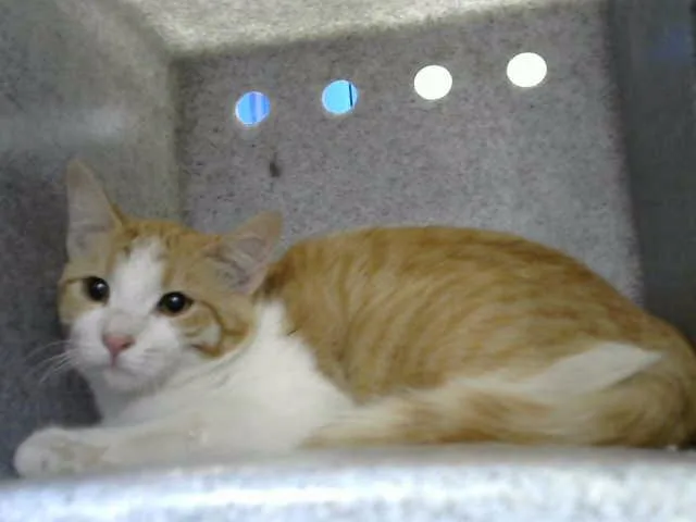 A young small-sized female Domestic Short Hair cat named Mon Ami for adoption in Albuquerque, NM