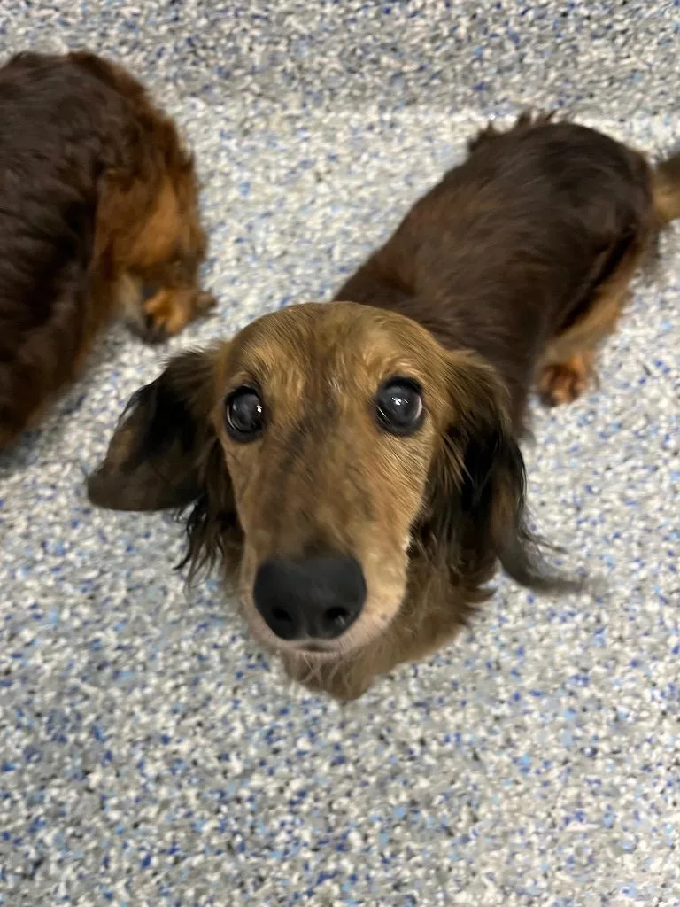 A senior small-sized female Dachshund dog named Kinder for adoption in Angola, IN