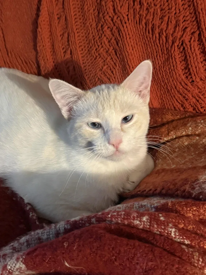 A young medium-sized male Buff / Tan / Fawn Siamese cat named Prismo for adoption in Irving, TX