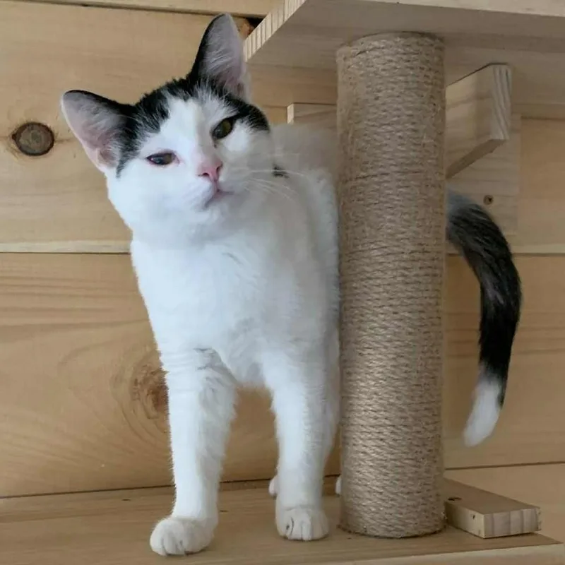 Miss Piggy thumbnail 2